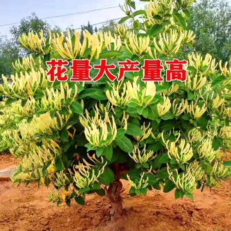 直播间一物一拍各种果树花卉南北方抗寒耐热