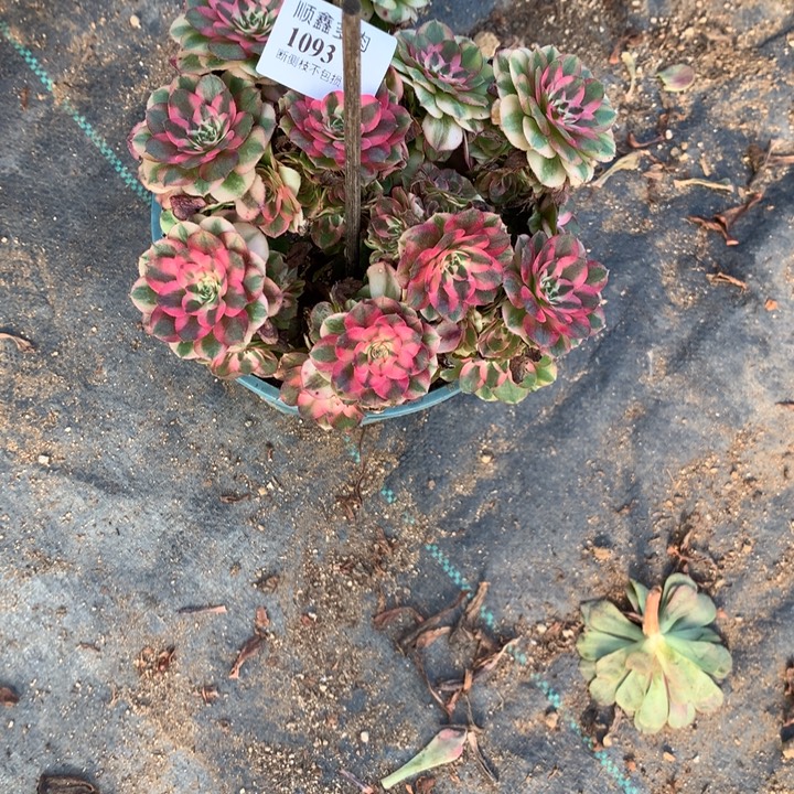 猫***朵1093荔枝多肉植物特价