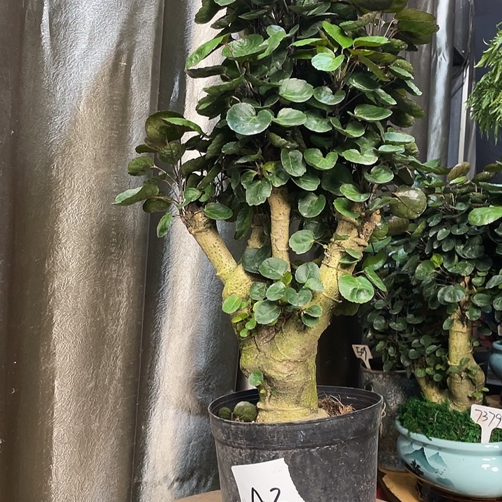 完全开放4455569999