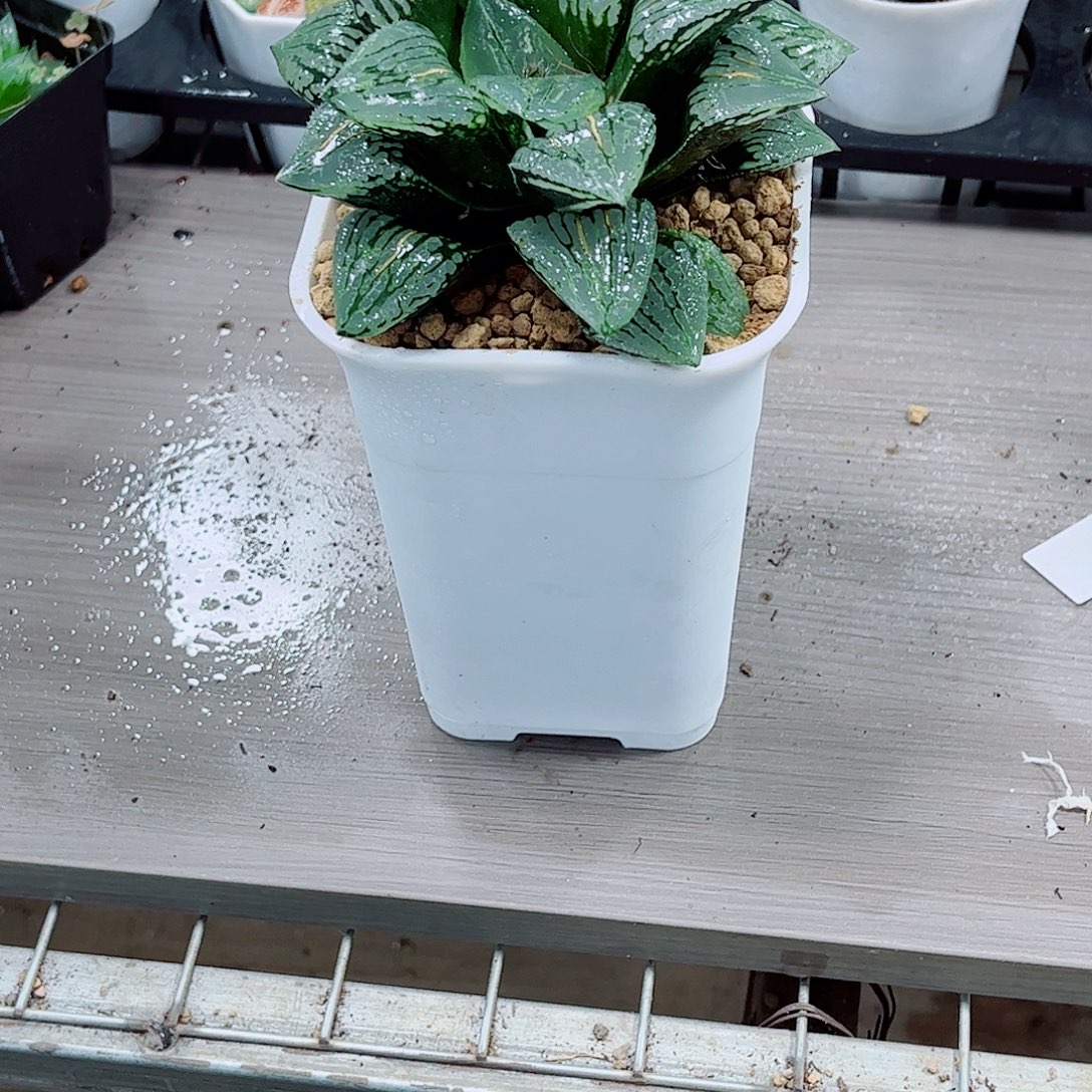 玛丽丽玉露一勿一拍