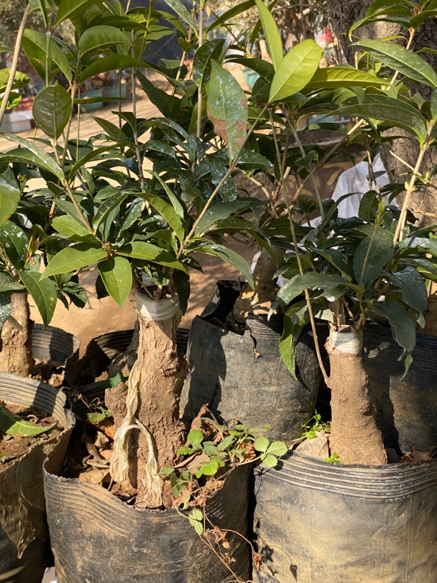 桂花盆景 一物一拍 