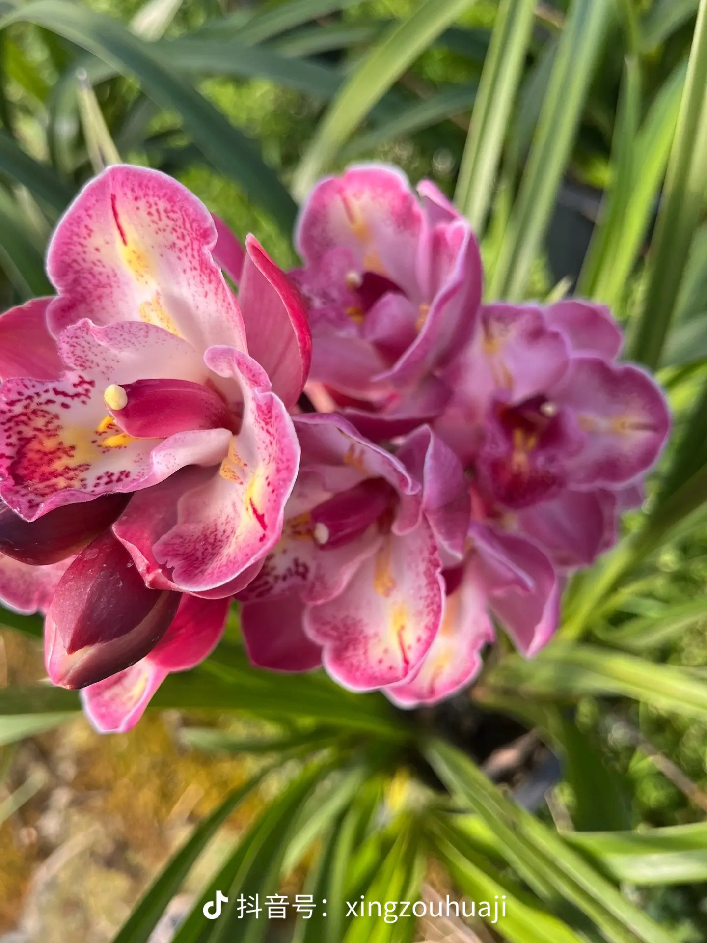 （苹果家）大花蕙兰 （三星碟）云南基地直发