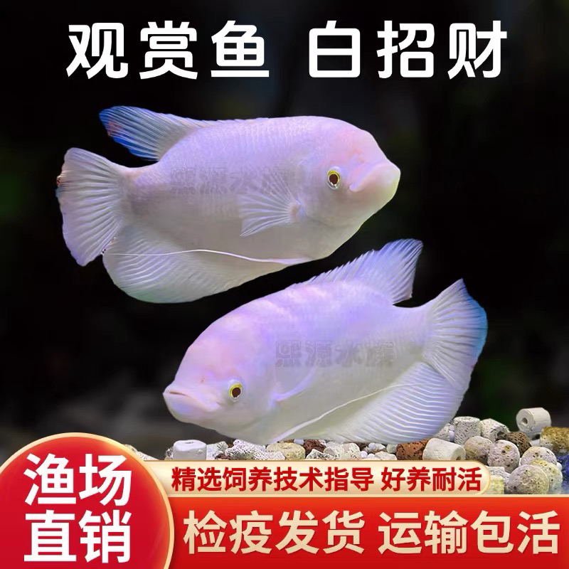 红眼招财鱼战船鱼大型热带观赏鱼活体淡水凶猛发财鱼易养