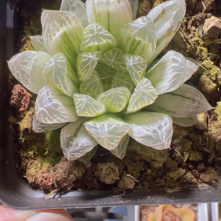 白斑玉露精品多肉植物