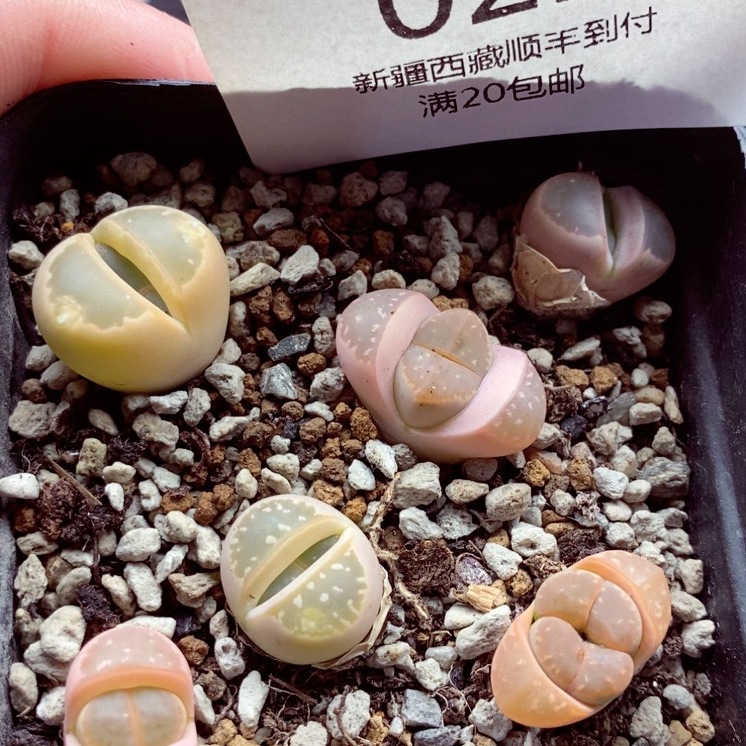 我也是很喜欢这个节目的022