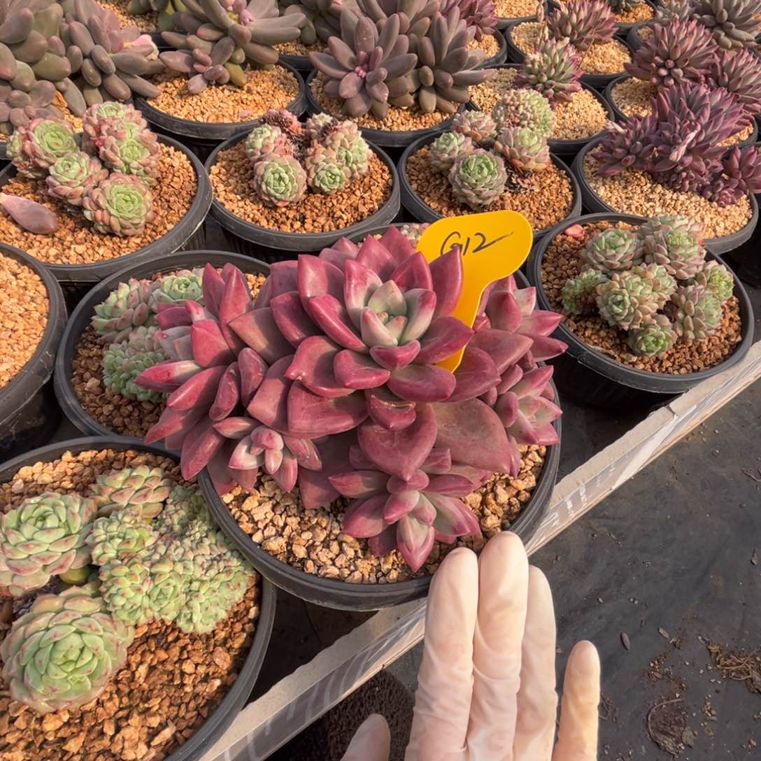 璐***）g12.赫菲斯托群生无砍