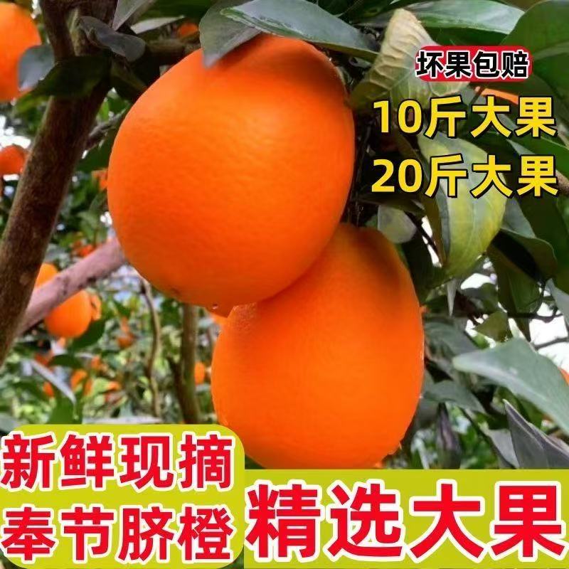 【京东-次日达】重庆奉节脐橙春橙子当季新鲜孕妇水果10斤整箱现摘产地直发重庆市