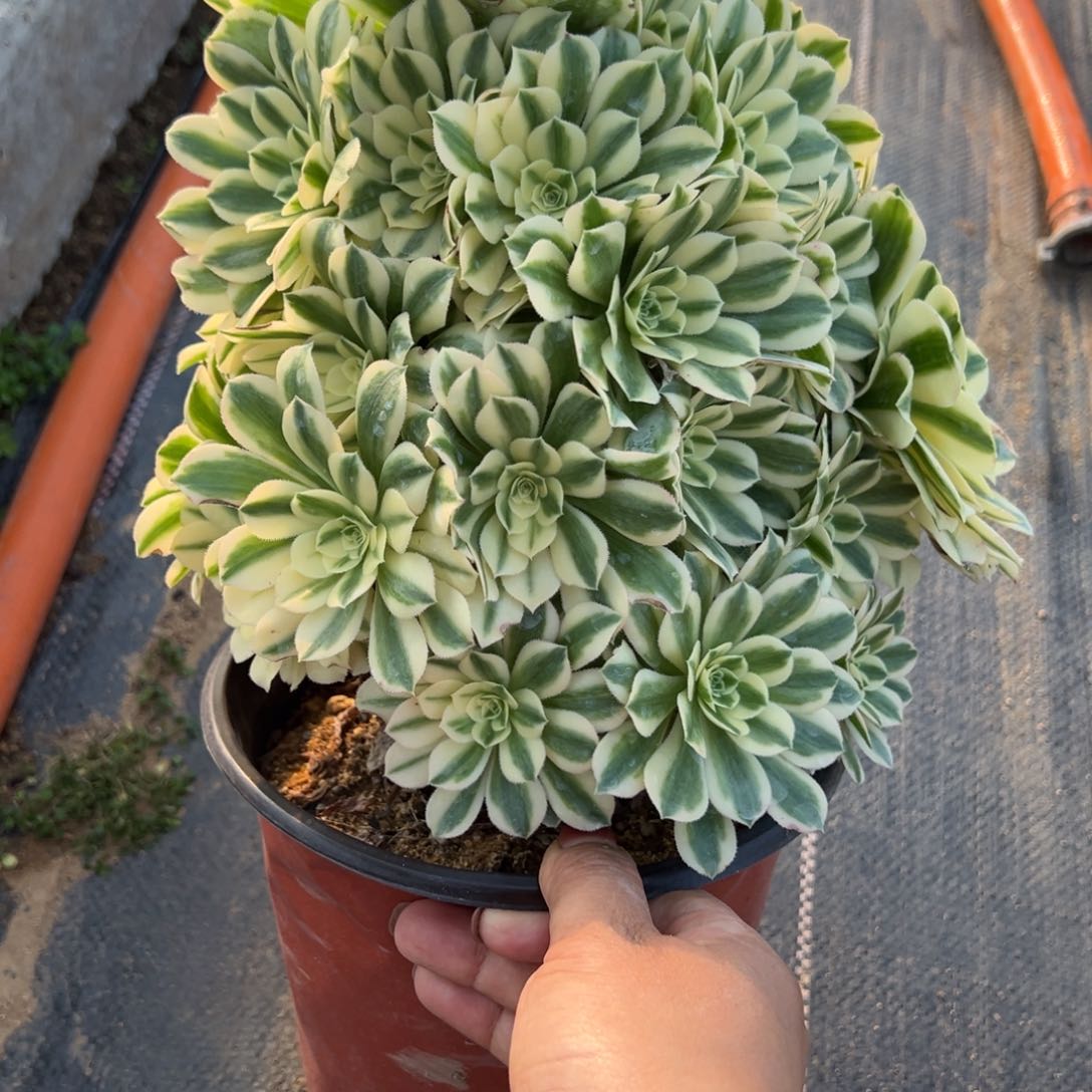 486迈巴赫多肉植物