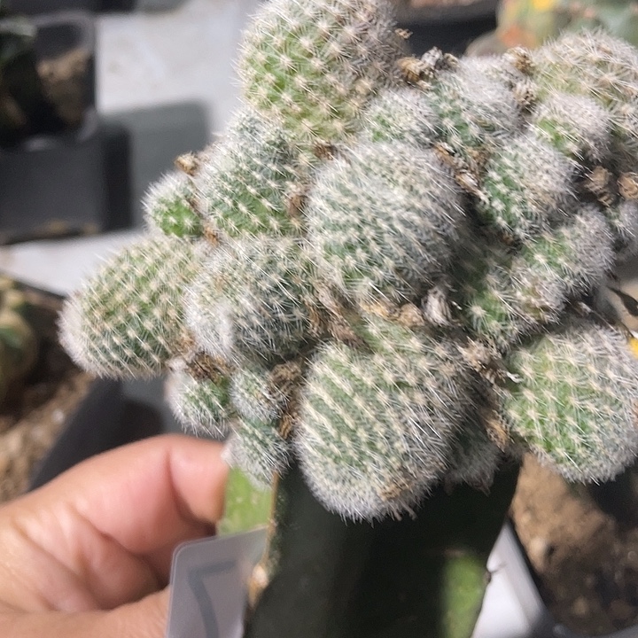 仙人球无花朵607号