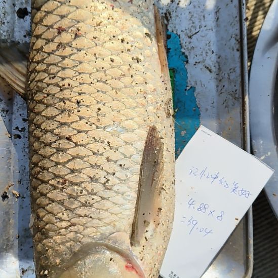 自家鱼塘生态养殖扁鱼