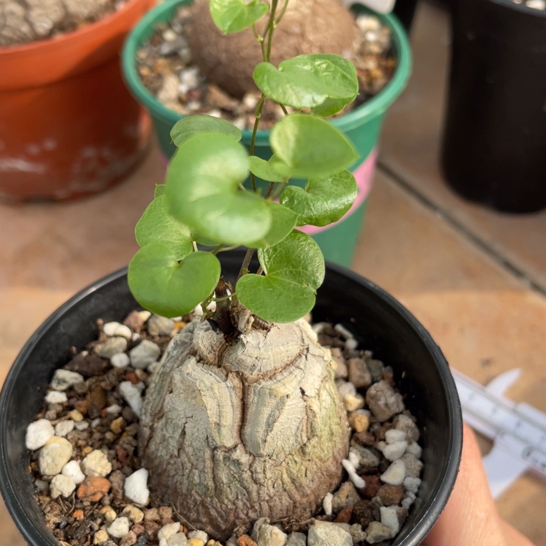 龟甲龙4.5公分，一物一拍