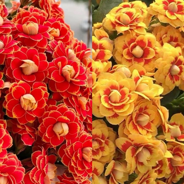 （金狐狸+洛桑）110盆两盆组合长寿花鲜花花卉