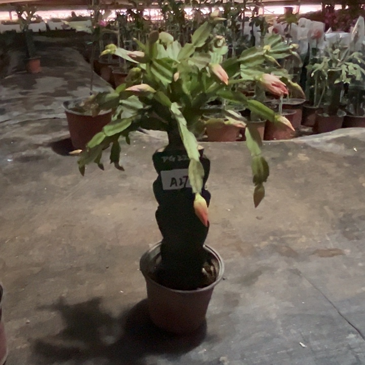 完全开放A270PG2228嫁接苗