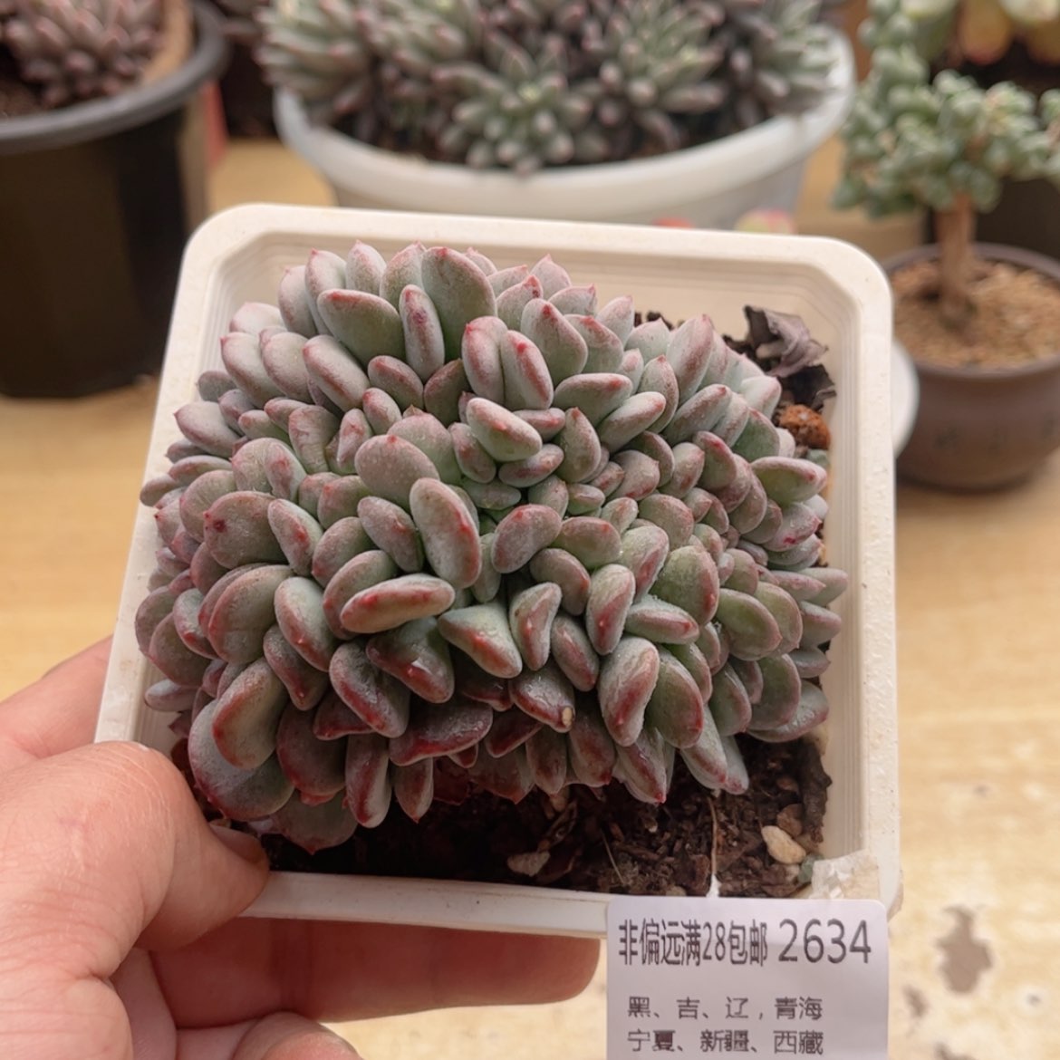 【闪购商品】2634玛瑙缀