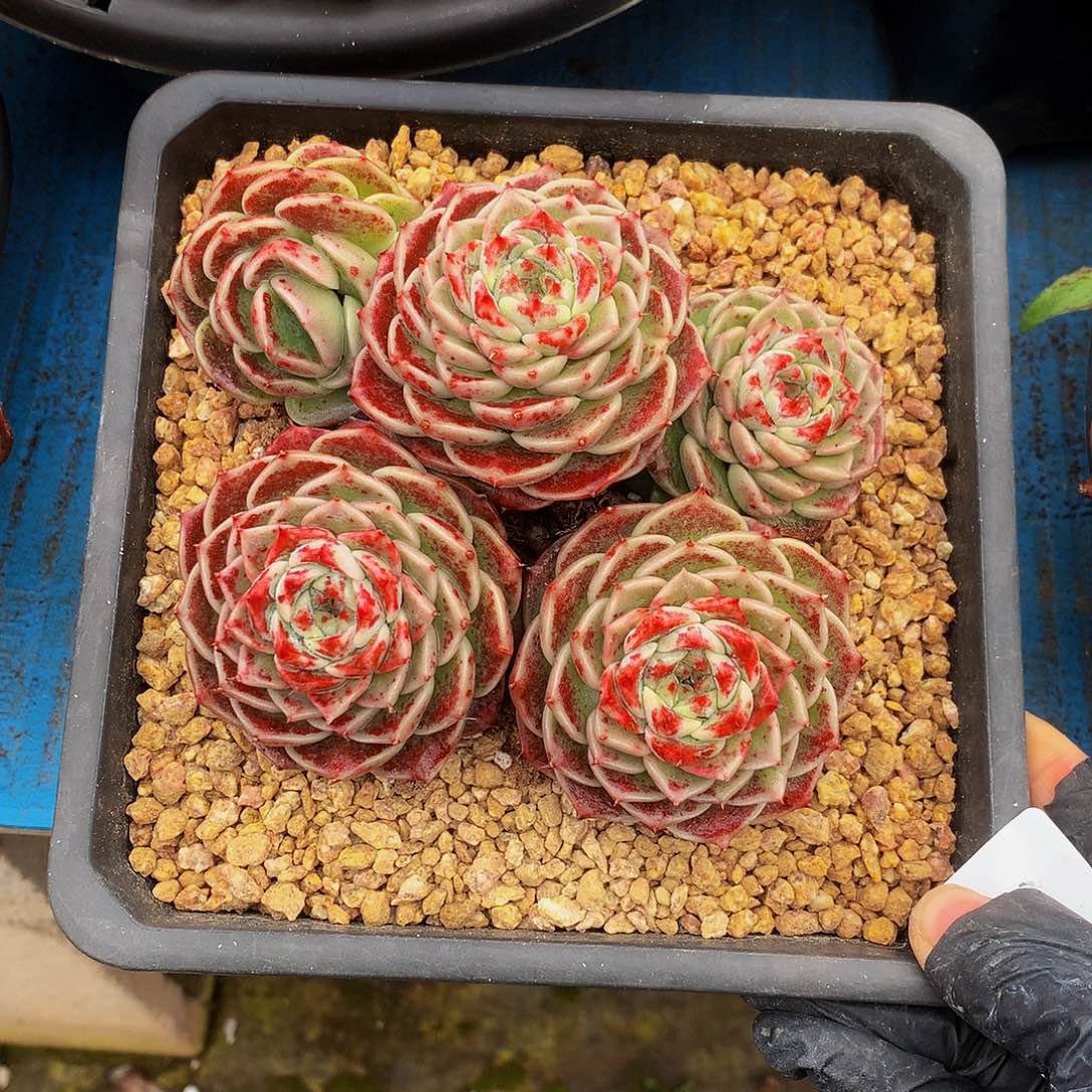 杨***青天鹅绒25035吨肉多肉