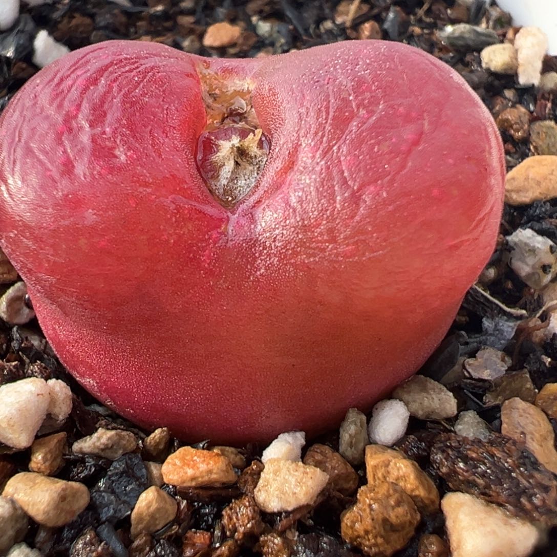 2.5厘米特红水蜜桃多肉