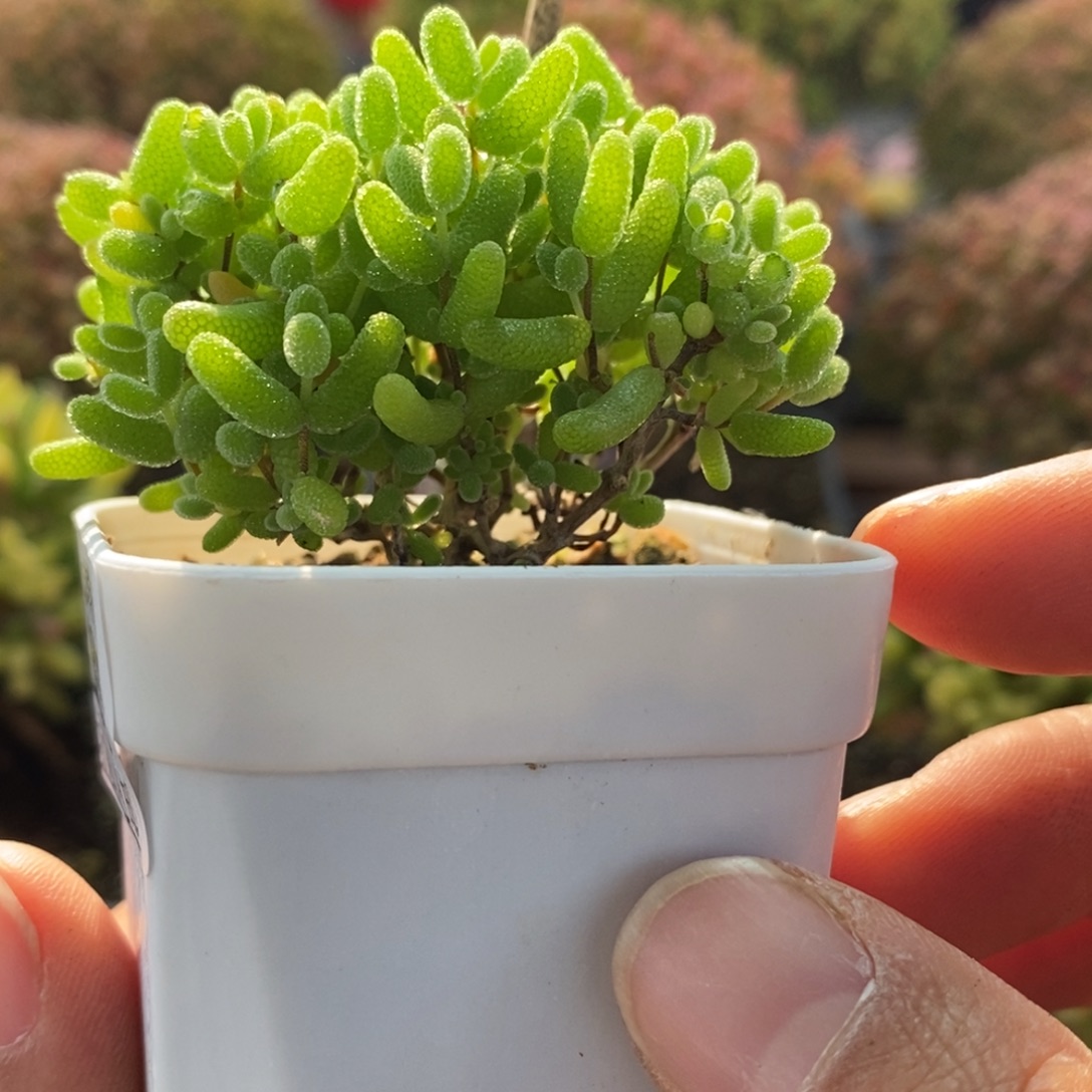 蜜橘糖球2821枝干番杏