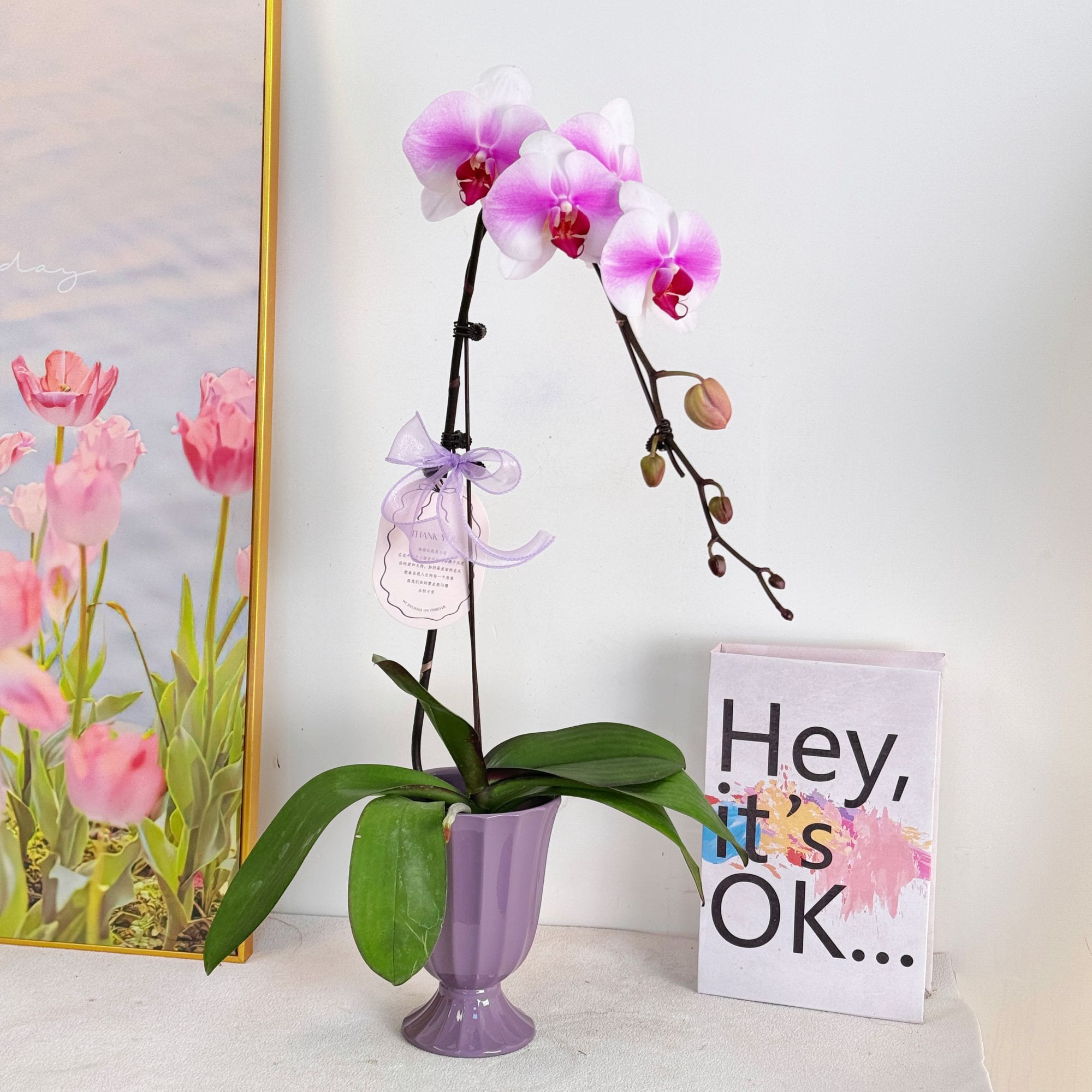 妗画【婚纱】室内蝴蝶兰花盆栽  年宵花  懒人绿植  送人送礼