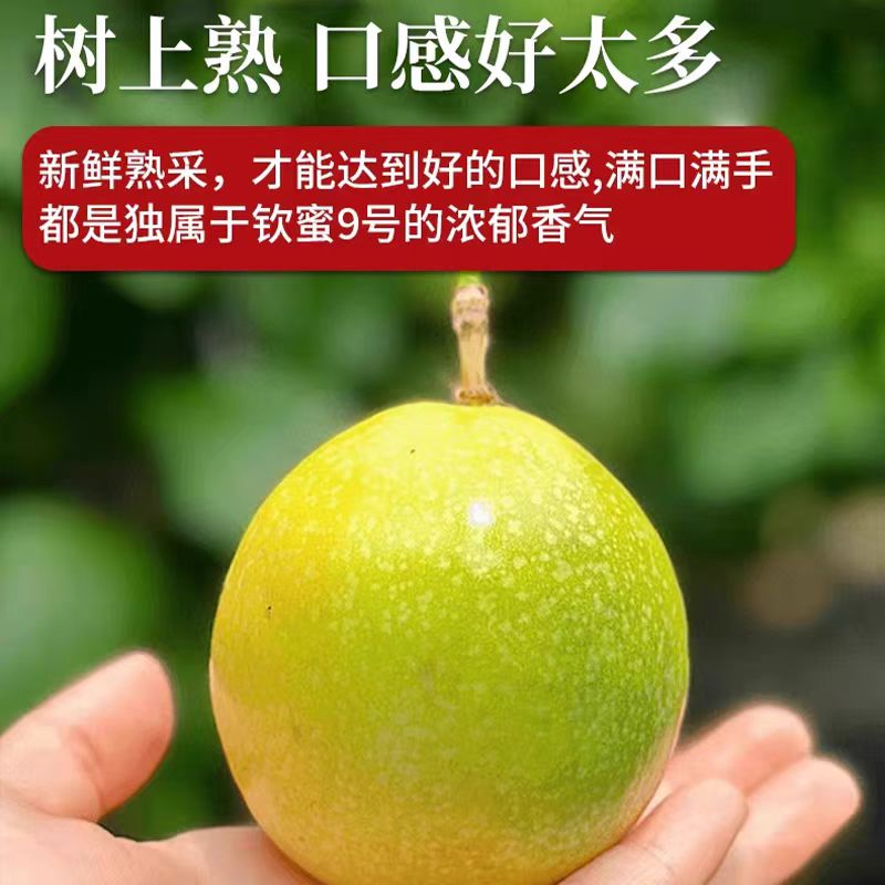 广西钦蜜9号百香果新鲜当季多汁香甜水果坏果包赔桂林高山果