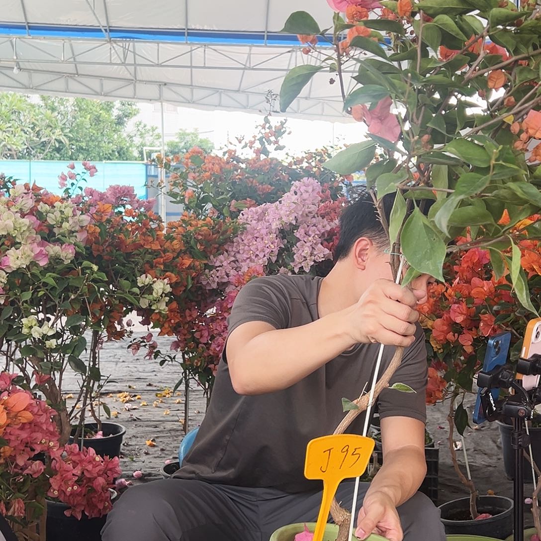 广***l大部分花苞少量开放J95波妹