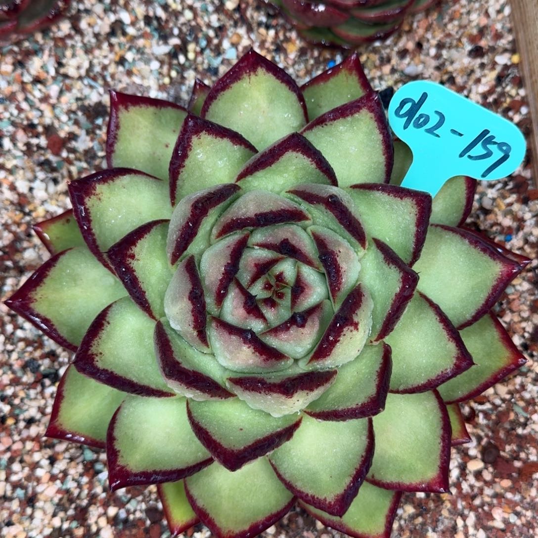 从前慢多肉精选编号0102.159