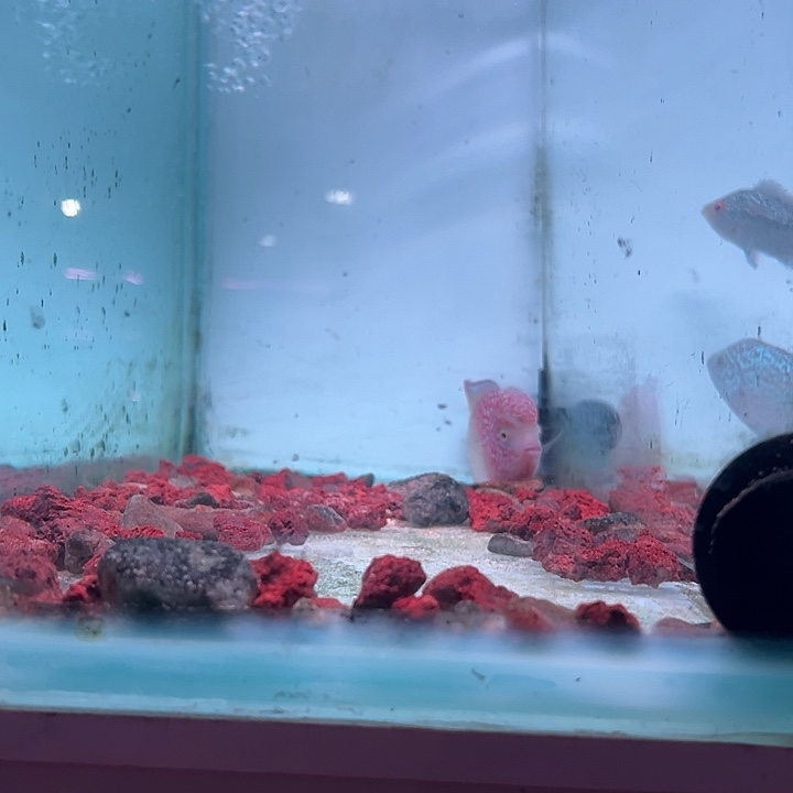 罗汉鱼F1古幻罗汉观赏鱼