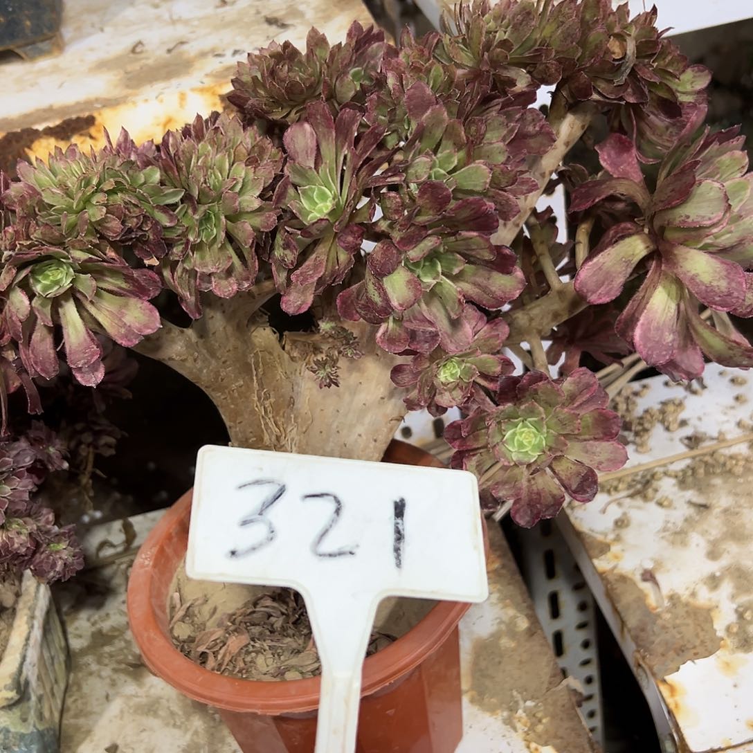 多肉植物水墨画缀花321