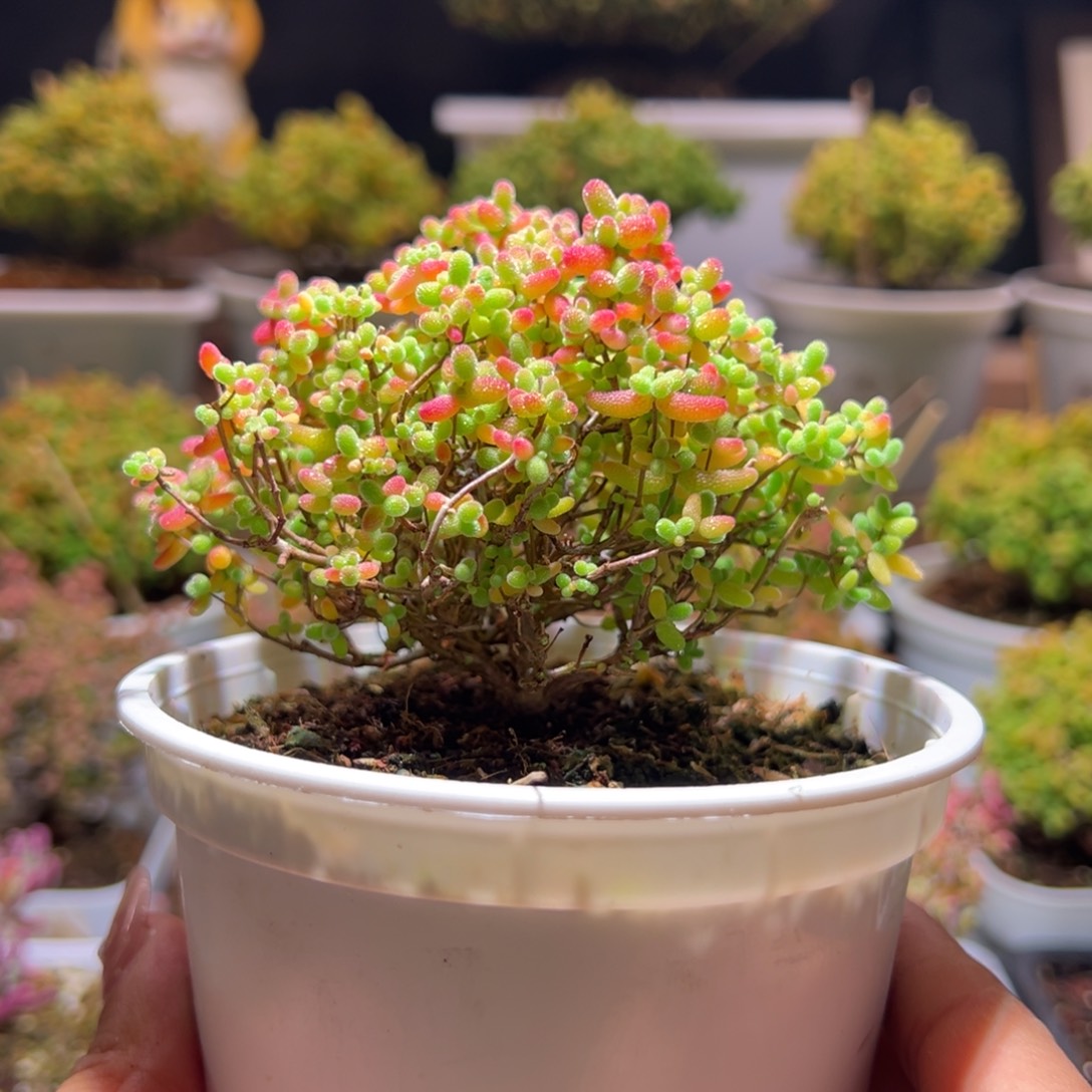 324蜜橘一物一拍带盆土发货