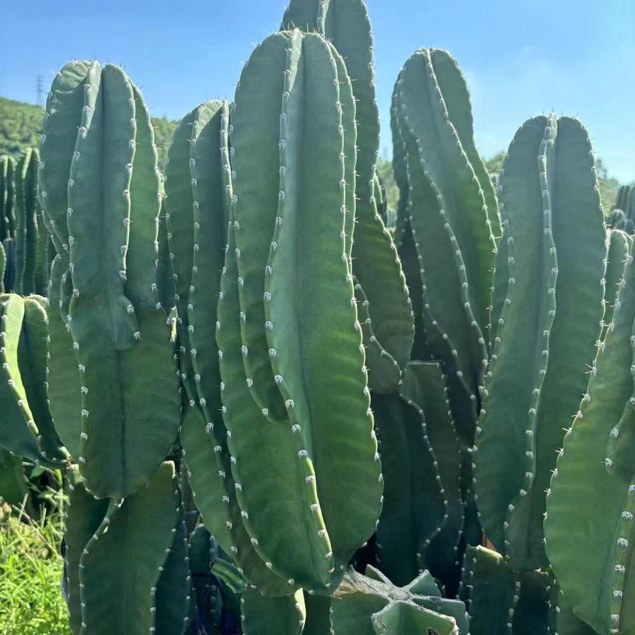 无根秘鲁苹果20厘米 仙人球植物漳州基地直发货 室内外办公室绿植