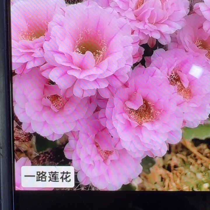 229彩草一路莲花歪4公分左右无根侧牙，20包邮