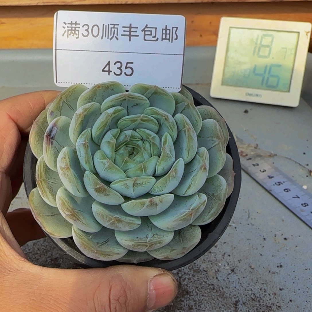 435白色恋人多肉单头