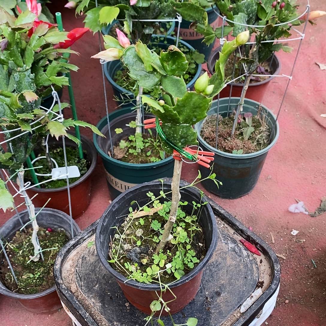 l***天完全开放3色叶仙嫁接蟹爪兰