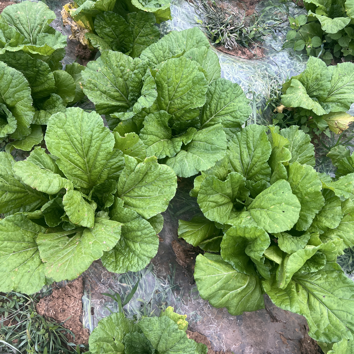 贵州威宁青菜芥菜新鲜菜园叶子蔬菜