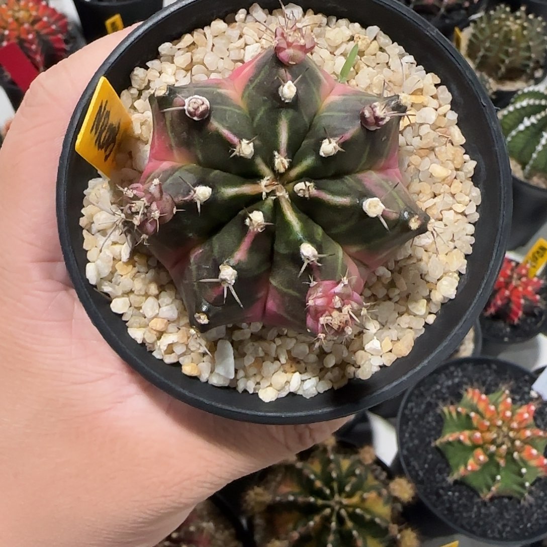 NR003-1224泰国米哈多肉