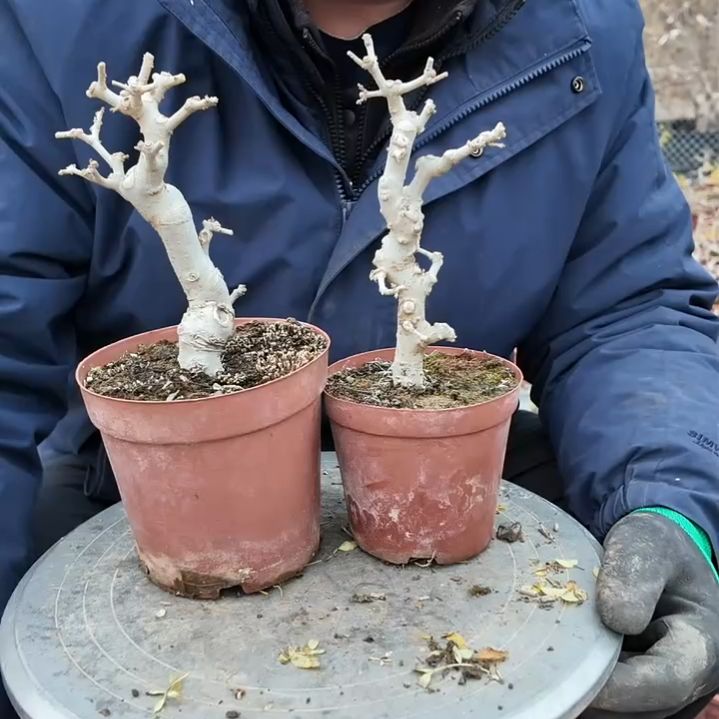 无花朵对节白蜡盆景