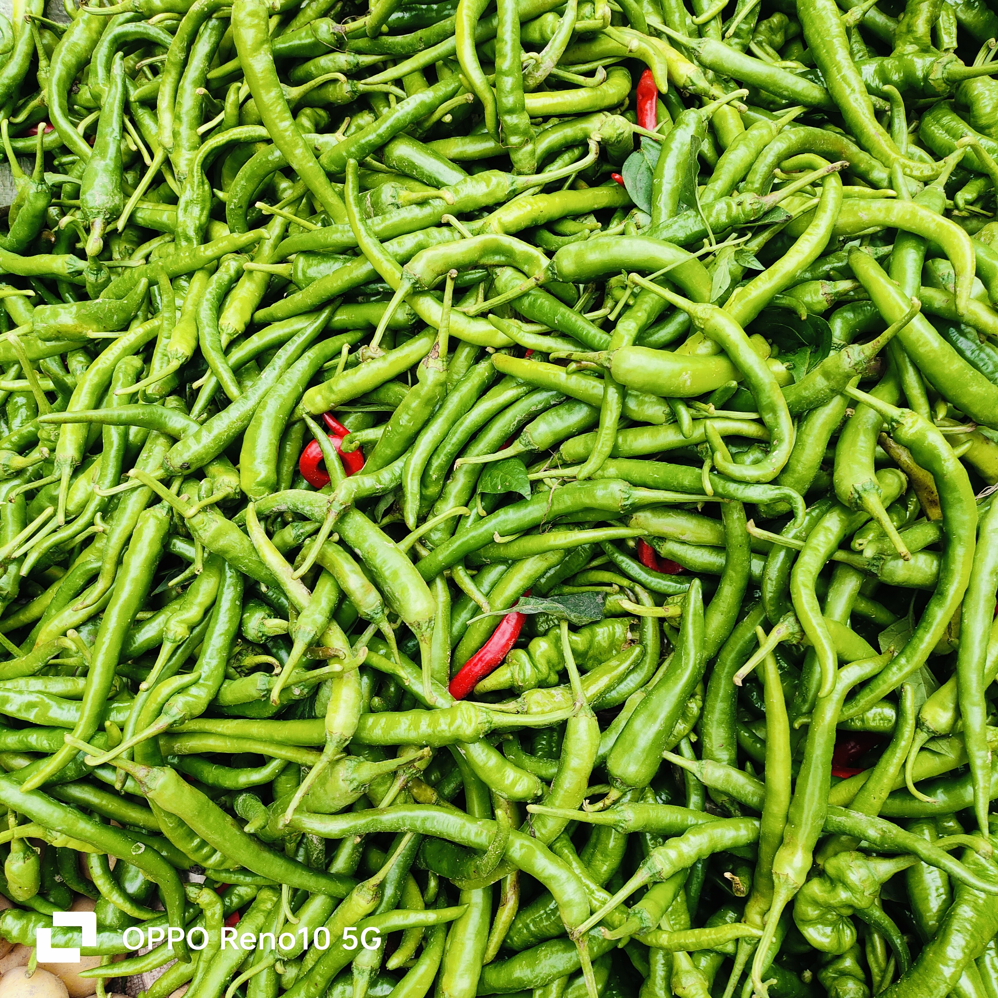 本地青红火锅食材辣椒，好吃专用美味。牛尾巴生鲜整根回味螺丝椒