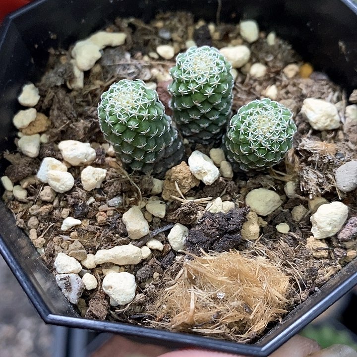 孤品实生三头菊水年货福利