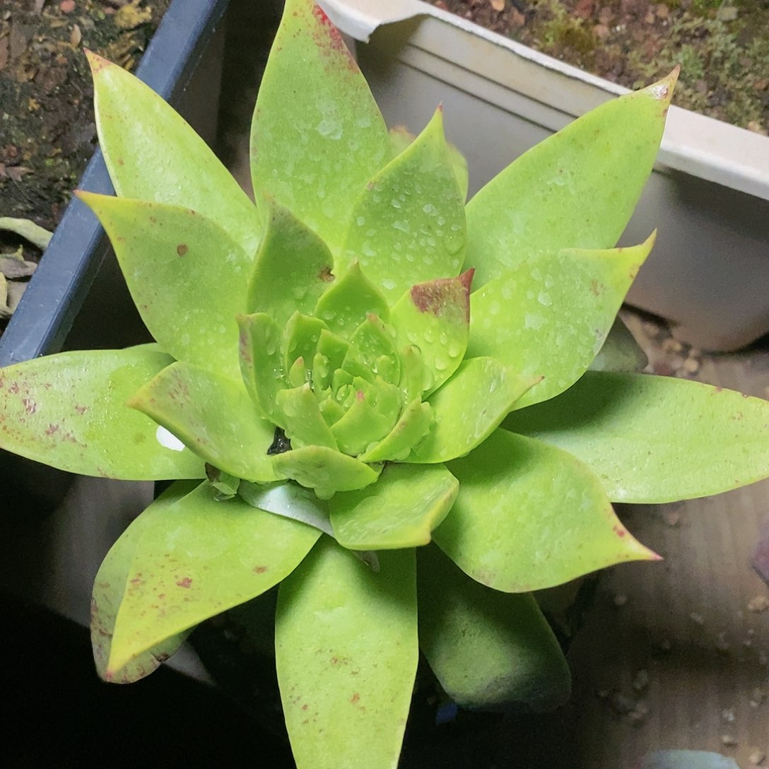 【闪购商品】哈哈哈哈坎代1507多肉