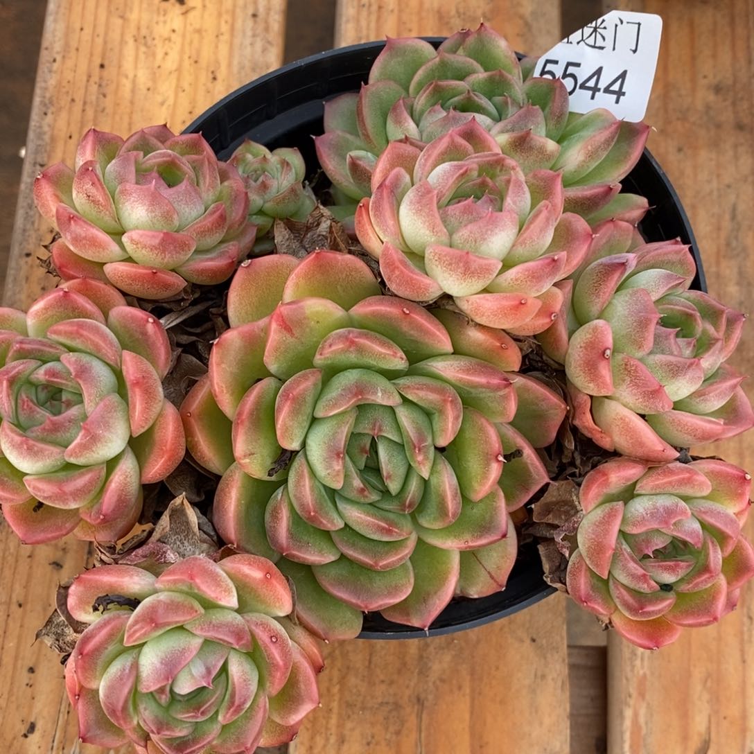 秋***歌杂交精品多肉5544~15厘米