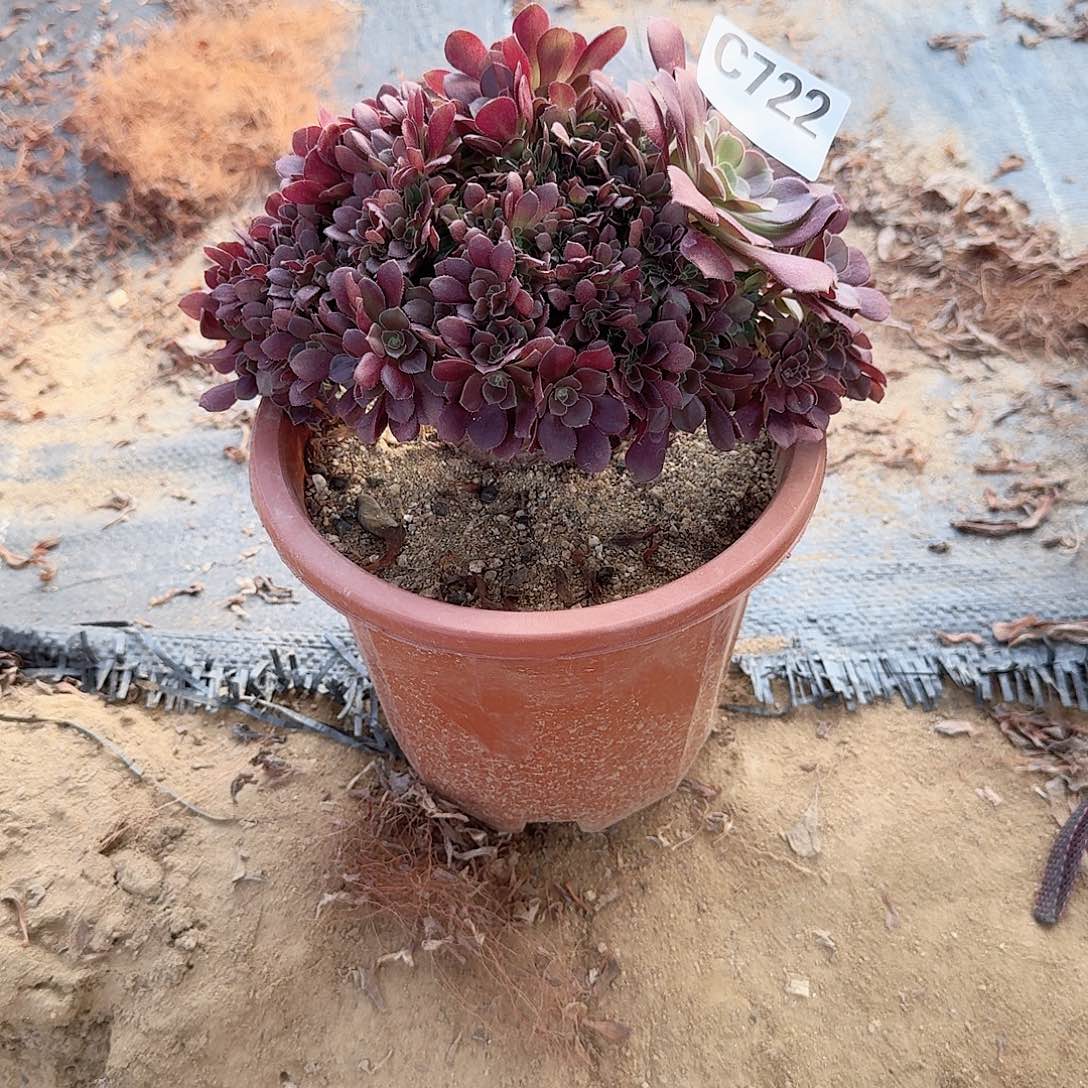 722玫瑰朵朵一颗呀呀