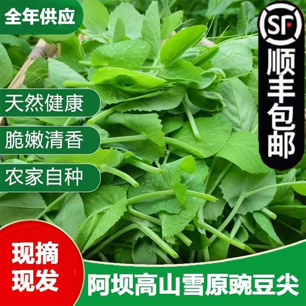 豌豆尖顺丰发货新鲜蔬菜现摘现发豌豆苗碗豆菜火锅菜露天龙须菜