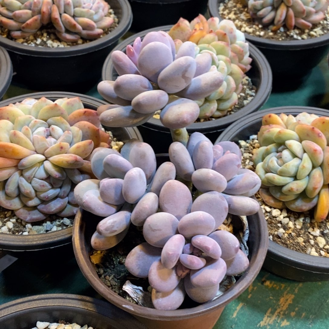 童*橙雪球自然群，123456799