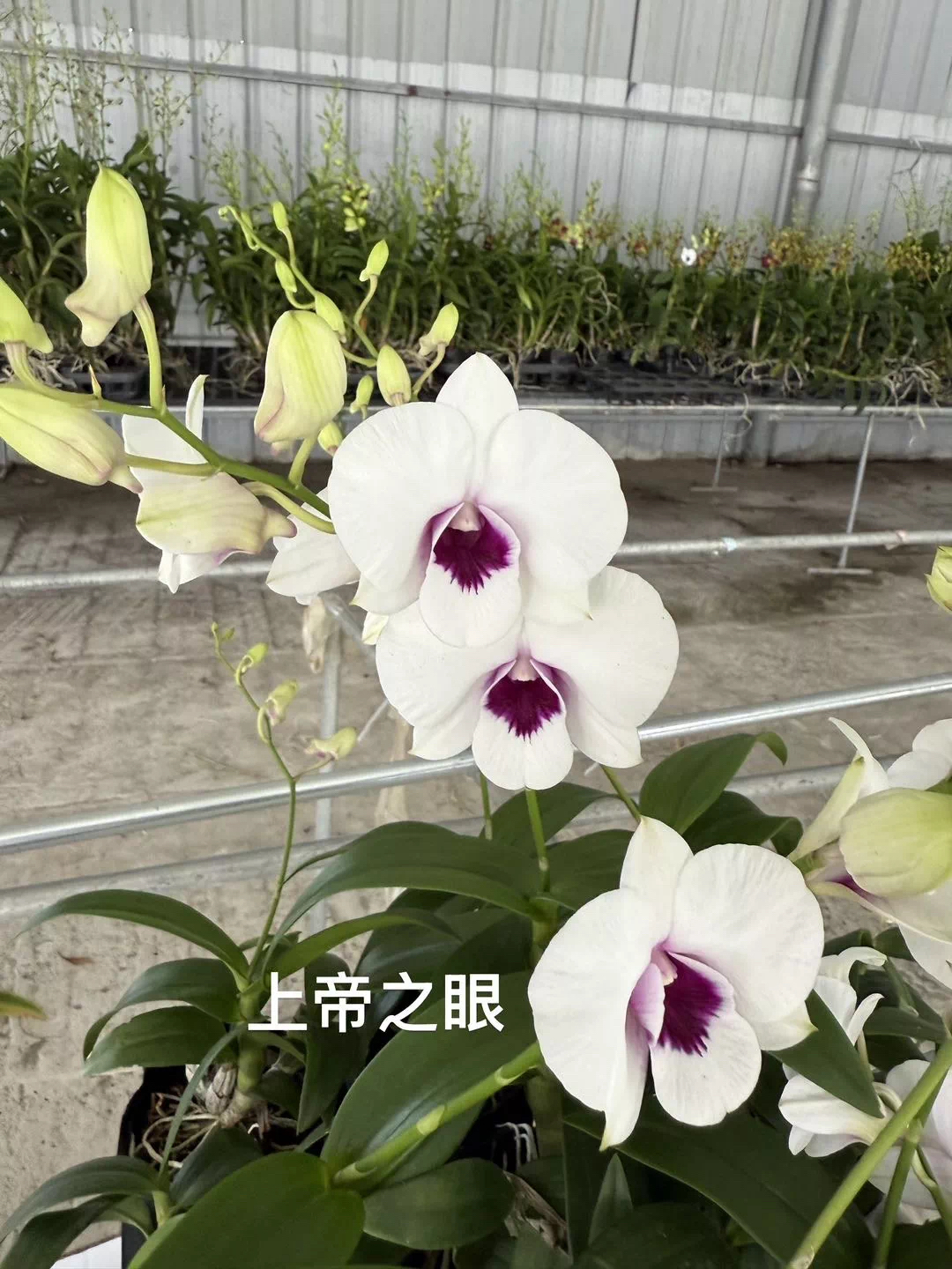 小胖《上帝之眼》秋石斛盆栽（2~3苗以上）发货阳台客厅好养多年石斛