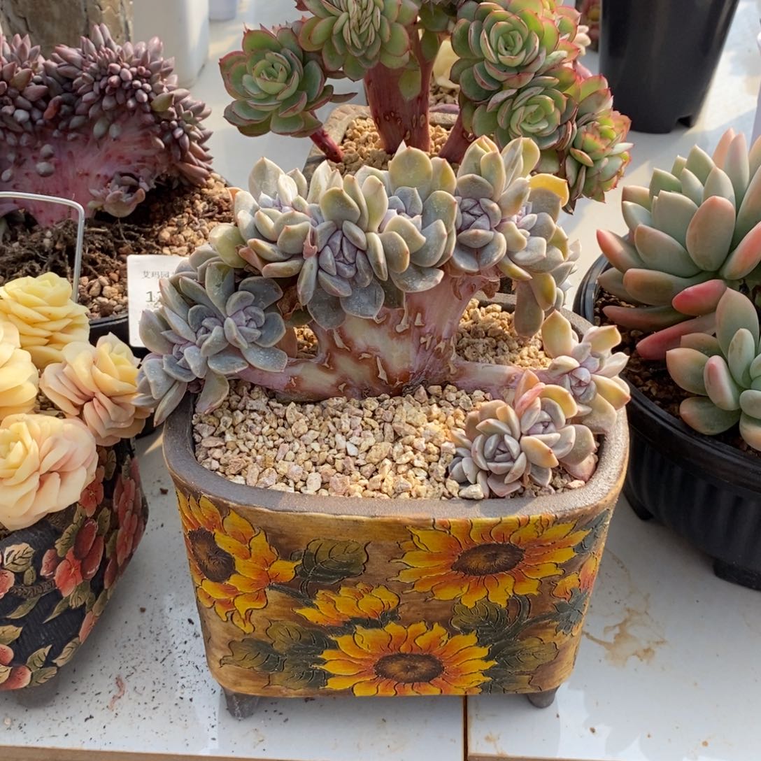 小***姐汉堡朵朵缀化多肉多肉223