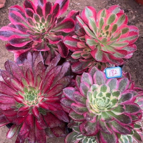 182多肉植物组合