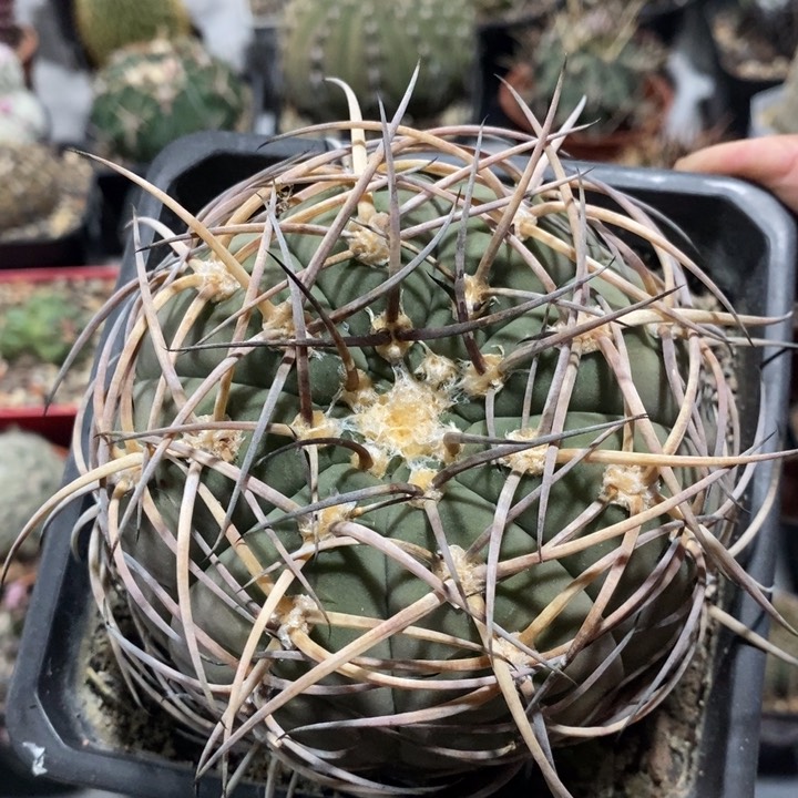 【闪购商品】伏刺光琳玉