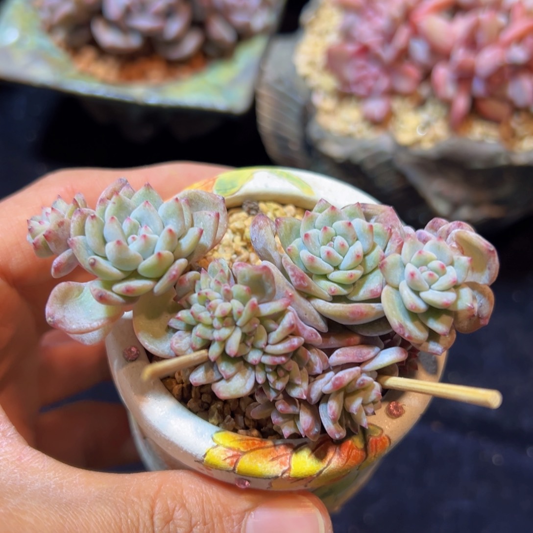 新年快乐 新年快乐