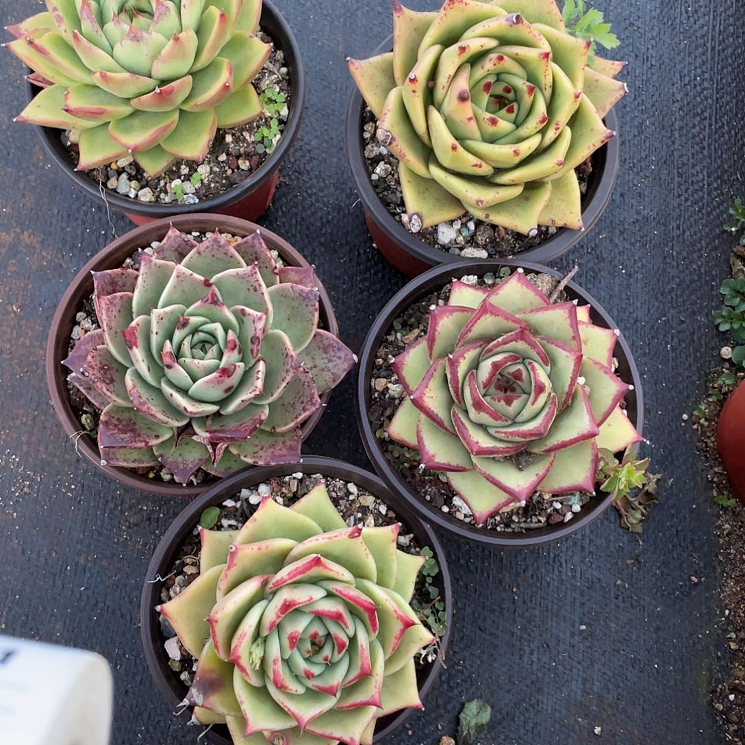 若如东云多肉E160