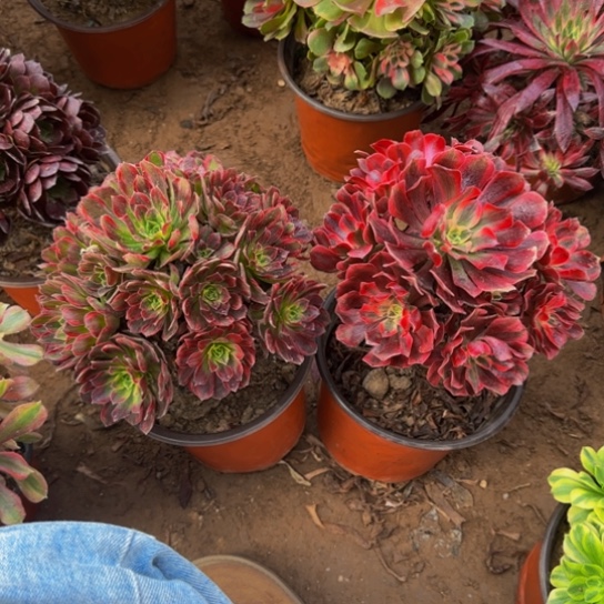 美杜莎9.9➕安娜9.9法师