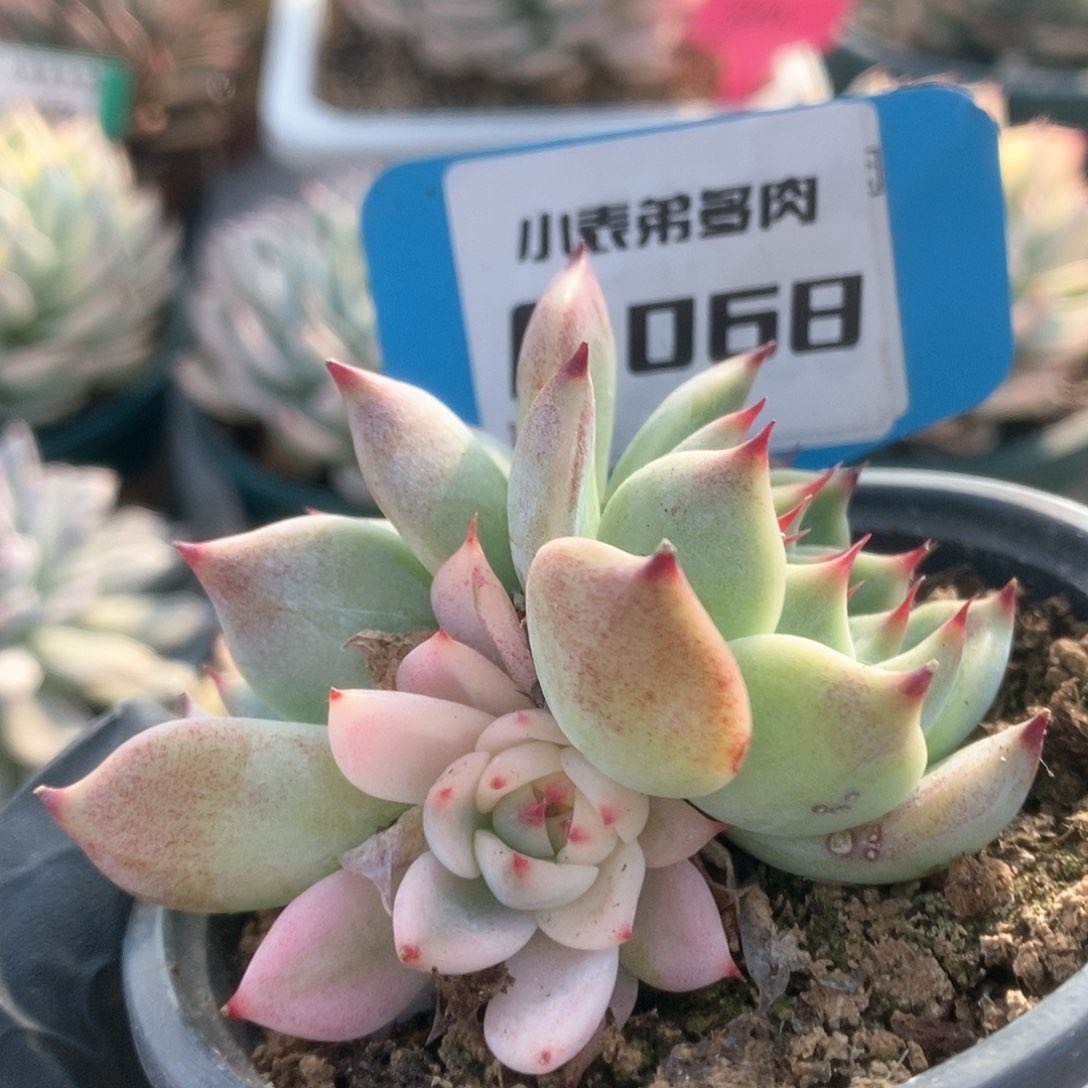 068锦锦锦锦锦锦锦